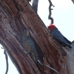 Callocephalon fimbriatum at O'Malley, ACT - suppressed