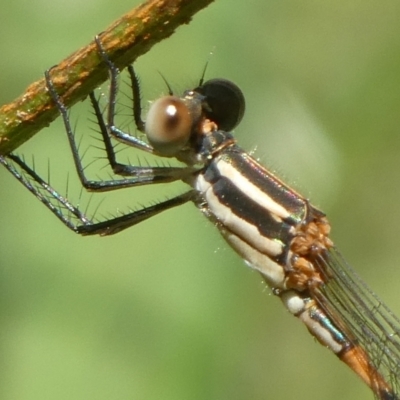 Austrolestes leda (Wandering Ringtail) at Charleys Forest, NSW - 10 Feb 2022 by arjay