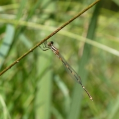 Austrolestes leda at Charleys Forest, NSW - 10 Feb 2022