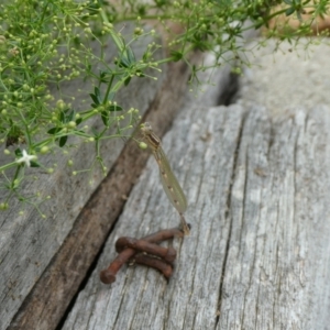 Austrolestes leda at Charleys Forest, NSW - suppressed