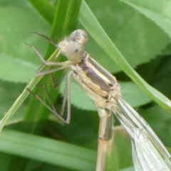 Austrolestes leda at Charleys Forest, NSW - 9 Jan 2022