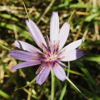 Tragopogon porrifolius subsp. porrifolius (Salsify, Oyster Plant) at Fyshwick, ACT - 10 Jan 2023 by JohnBundock