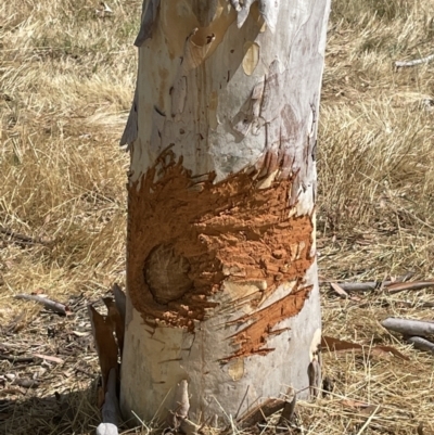 Unidentified Mammal at Mount Majura - 12 Jan 2023 by JaneR