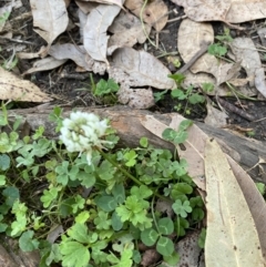 Trifolium repens (White Clover) at Long Beach, NSW - 13 Jan 2023 by natureguy