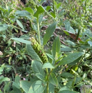 Phytolacca octandra at Long Beach, NSW - 13 Jan 2023