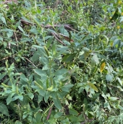 Phytolacca octandra at Long Beach, NSW - 13 Jan 2023 08:18 AM