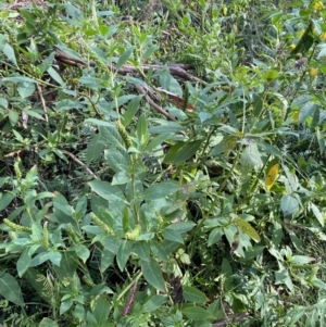 Phytolacca octandra at Long Beach, NSW - 13 Jan 2023