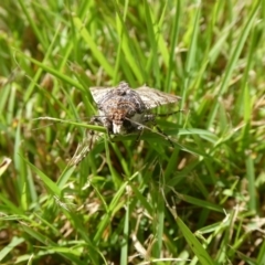 Agrotis porphyricollis (Variable Cutworm) at QPRC LGA - 24 Mar 2021 by arjay