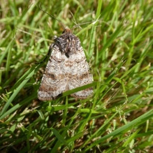 Agrotis porphyricollis at Charleys Forest, NSW - 24 Mar 2021