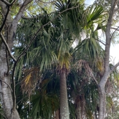 Livistona australis (Australian Cabbage Palm) at Long Beach, NSW - 12 Jan 2023 by natureguy