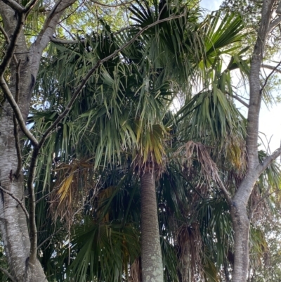 Livistona australis (Australian Cabbage Palm) at Long Beach, NSW - 12 Jan 2023 by natureguy