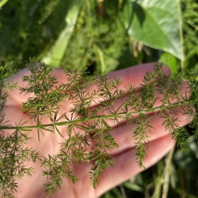 Asparagus plumosus (Climbing Asparagus Fern) at Long Beach, NSW - 13 Jan 2023 by natureguy