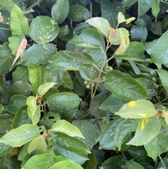 Cissus antarctica (Water Vine, Kangaroo Vine) at Long Beach, NSW - 13 Jan 2023 by natureguy