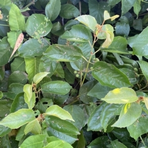 Cissus antarctica at Long Beach, NSW - 13 Jan 2023 07:25 AM