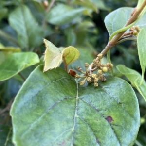 Cissus antarctica at Long Beach, NSW - 13 Jan 2023