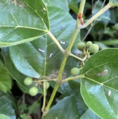 Cissus antarctica at Long Beach, NSW - 13 Jan 2023 07:25 AM