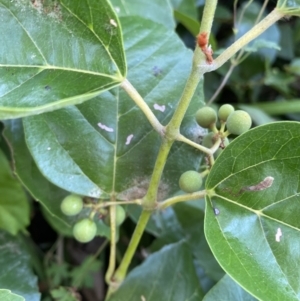 Cissus antarctica at Long Beach, NSW - 13 Jan 2023 07:25 AM