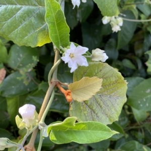 Araujia sericifera at Long Beach, NSW - 13 Jan 2023