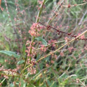 Rumex brownii at Long Beach, NSW - 13 Jan 2023