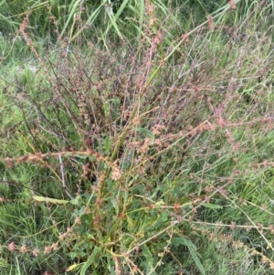 Rumex brownii at Long Beach, NSW - 13 Jan 2023