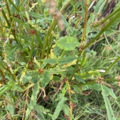 Rumex brownii at Long Beach, NSW - 13 Jan 2023 07:22 AM