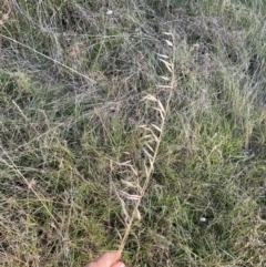 Avena (genus) (Wild Oats) at Long Beach, NSW - 13 Jan 2023 by natureguy