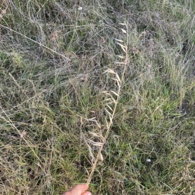 Avena (genus) (Wild Oats) at Long Beach, NSW - 13 Jan 2023 by natureguy