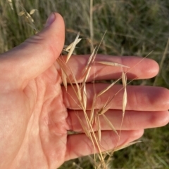 Avena sp. at Long Beach, NSW - 13 Jan 2023 07:21 AM