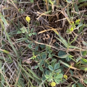 Trifolium campestre at Long Beach, NSW - 13 Jan 2023 07:20 AM