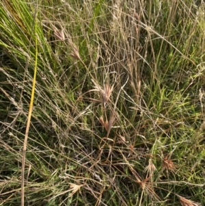 Themeda triandra at Long Beach, NSW - 13 Jan 2023 07:20 AM