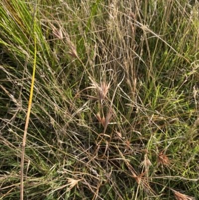 Themeda triandra (Kangaroo Grass) at Long Beach, NSW - 13 Jan 2023 by natureguy