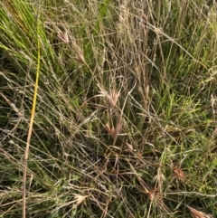 Themeda triandra (Kangaroo Grass) at Long Beach, NSW - 12 Jan 2023 by natureguy