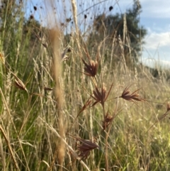 Themeda triandra at Long Beach, NSW - 13 Jan 2023