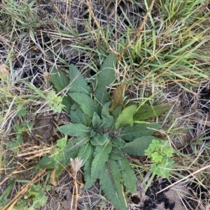 Verbascum virgatum at Long Beach, NSW - 13 Jan 2023 07:19 AM