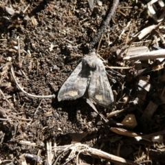 Unidentified Moth (Lepidoptera) at Mongarlowe River - 19 May 2021 by arjay