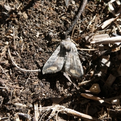 Unverified Moth (Lepidoptera) by arjay
