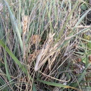 Spinifex sericeus at Long Beach, NSW - 13 Jan 2023 07:17 AM