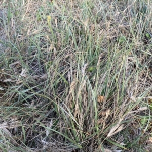 Spinifex sericeus at Long Beach, NSW - 13 Jan 2023 07:17 AM