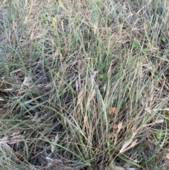 Spinifex sericeus at Long Beach, NSW - 13 Jan 2023