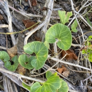 Calystegia soldanella at Long Beach, NSW - 13 Jan 2023