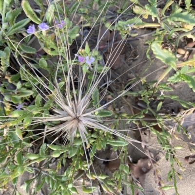 Spinifex sericeus (Beach Grass) at Long Beach, NSW - 12 Jan 2023 by natureguy