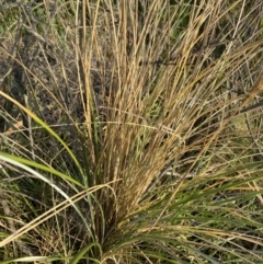Ammophila arenaria (Marram Grass) at Long Beach, NSW - 12 Jan 2023 by natureguy