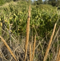 Ammophila arenaria at Long Beach, NSW - 13 Jan 2023 07:13 AM