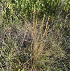 Ammophila arenaria at Long Beach, NSW - 13 Jan 2023 07:13 AM