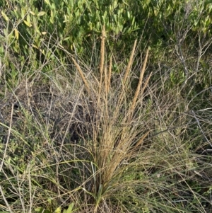 Ammophila arenaria at Long Beach, NSW - 13 Jan 2023