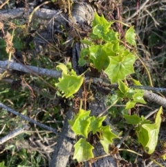 Delairea odorata (Cape Ivy) at Long Beach, NSW - 12 Jan 2023 by natureguy
