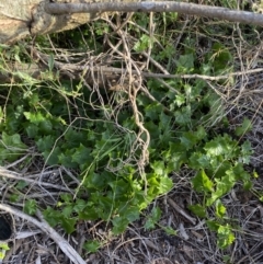 Delairea odorata at Long Beach, NSW - 13 Jan 2023