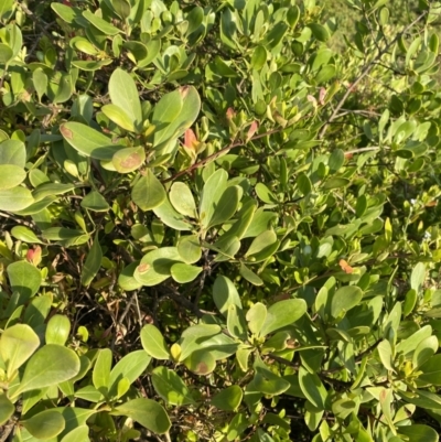 Myoporum boninense subsp. australe (Boobialla) at Long Beach, NSW - 13 Jan 2023 by natureguy