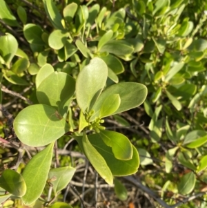 Myoporum boninense subsp. australe at Long Beach, NSW - 13 Jan 2023 07:09 AM