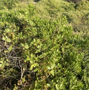 Myoporum boninense subsp. australe at Long Beach, NSW - 13 Jan 2023